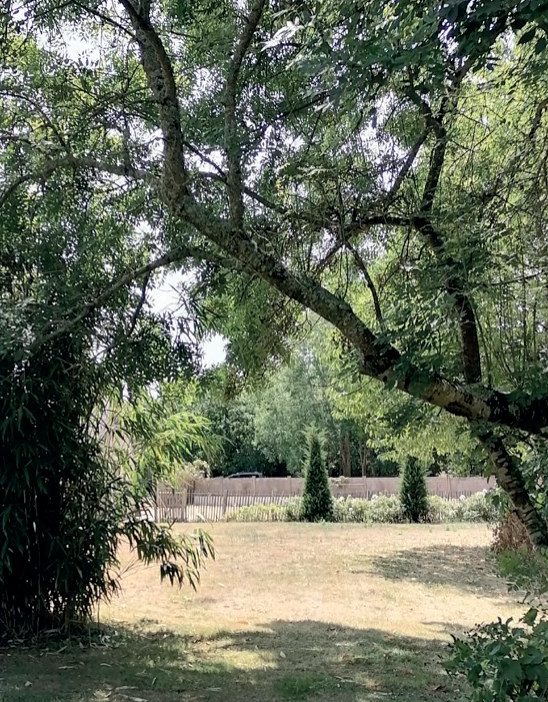 Allée bordée d’arbres dans le jardin