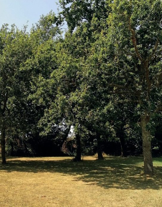 Les grands arbres du jardin de Penfrat